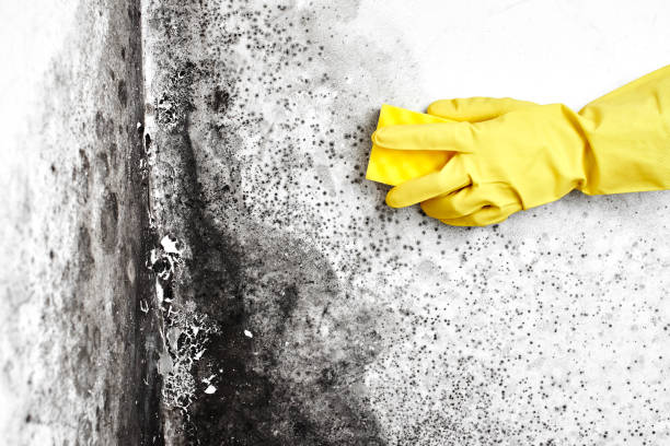 Best Commercial Mold Removal  in Covina, CA