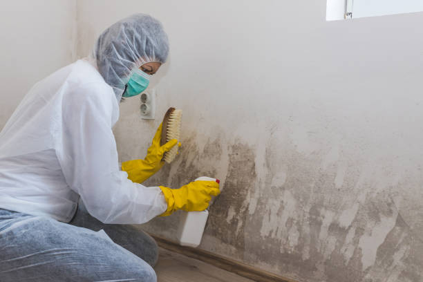 Best Certified Mold Removal  in Covina, CA