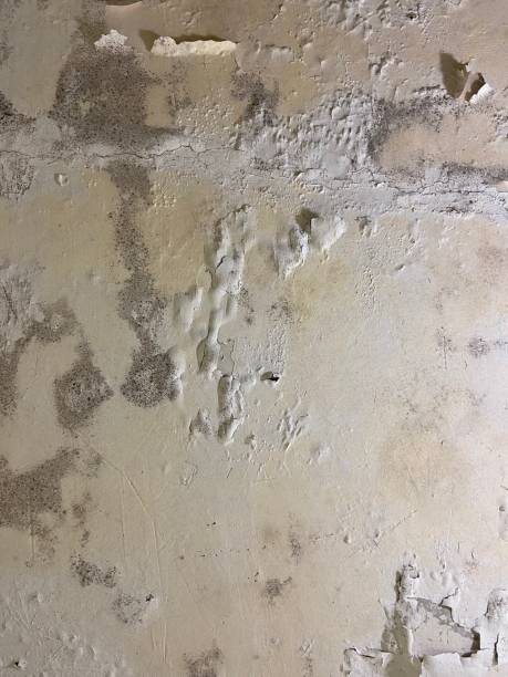 Best Professional Mold Removal  in Covina, CA