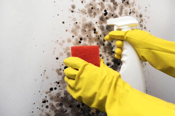 Trusted Covina, CA Mold Removal Experts