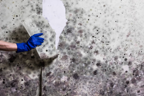 Best Mold Testing  in Covina, CA