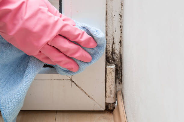 Professional Mold Removal in Covina, CA