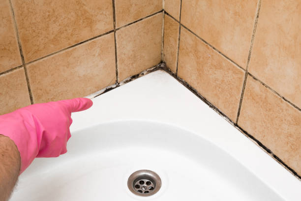 Best Fast Mold Removal  in Covina, CA