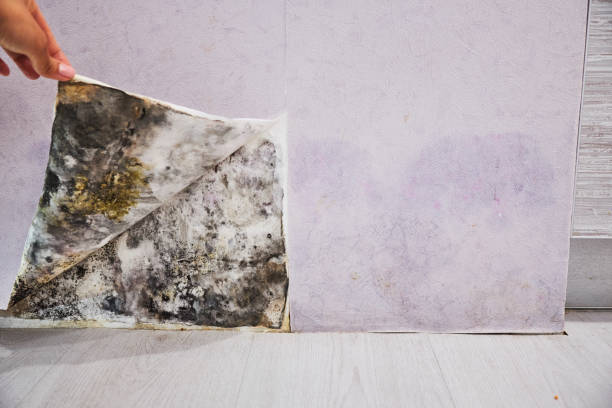 Best Local Mold Removal Service  in Covina, CA